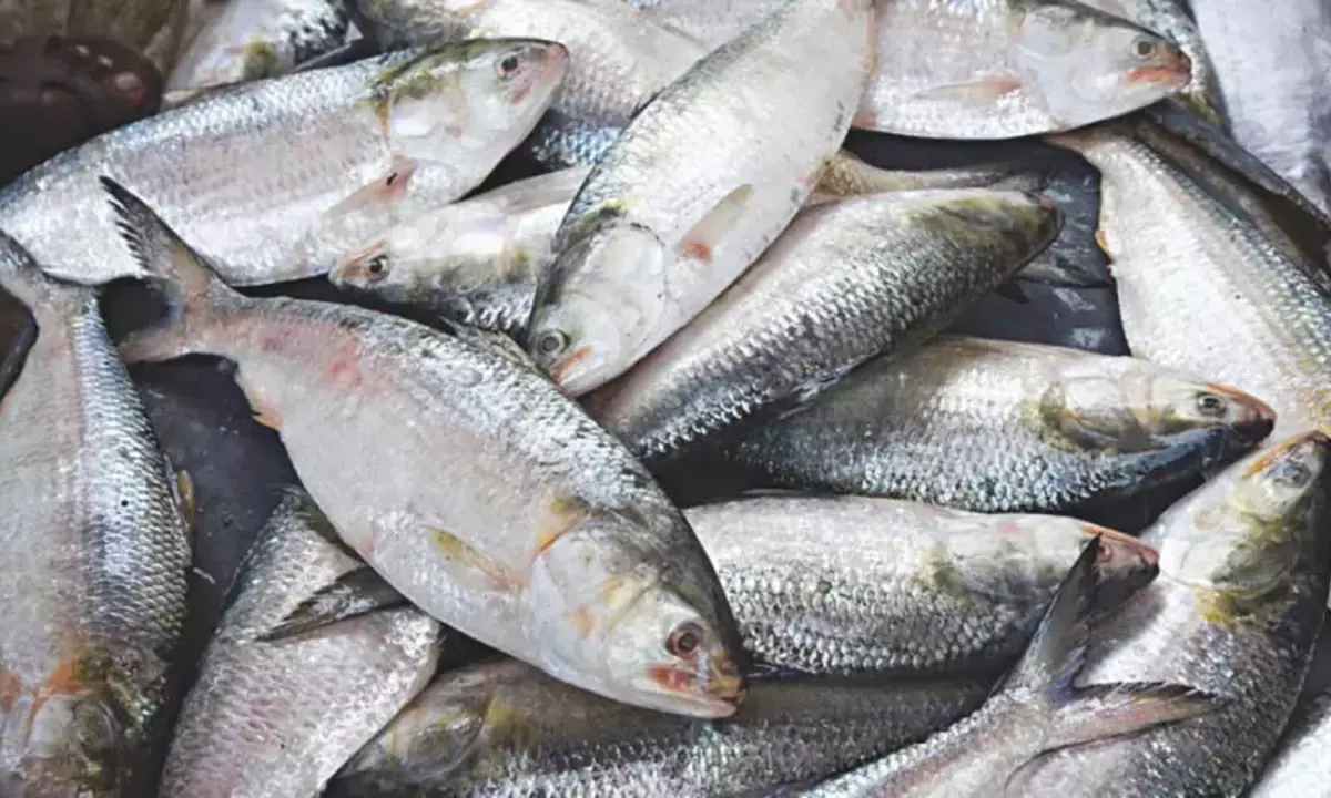Hilsha fish, fisherman, bazar, ইলিশ মাছ, মৎস্যজীবী, সমুদ্র