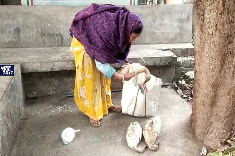 বি’ষ খাইয়ে খু’ন করা হয়েছে ৩ হাঁসকে, হাঁসের ময়নাতদন্তের দাবী মহিলার, দে’হ এল কলকাতায়
