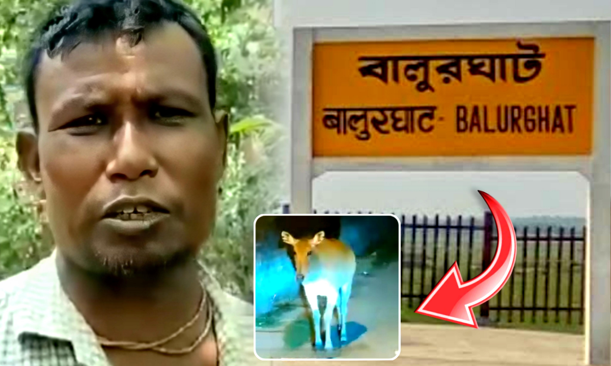 Nilgai, Balurghat, Locals, terrified, বন্য দপ্তর, নীল গাই, বালুরঘাট, বিরল প্রজাতির প্রাণী