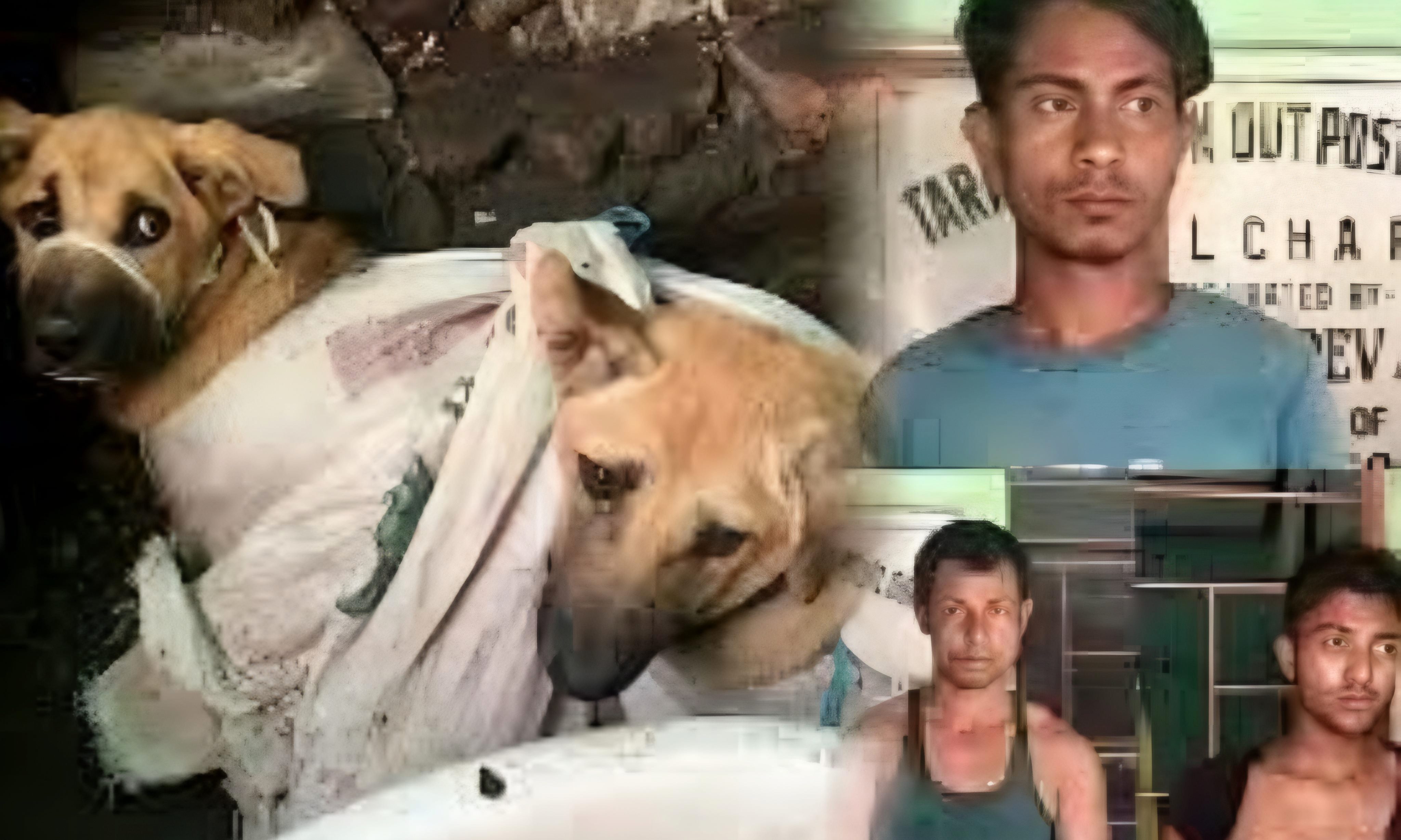dog's meat
