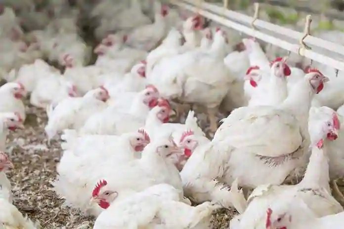 বার্ড ফ্লু, উড়িষ্যা, পশ্চিমবঙ্গ,মাংস,ডিম,bird flu, poultry farm, chicken,odhisha,west bengal