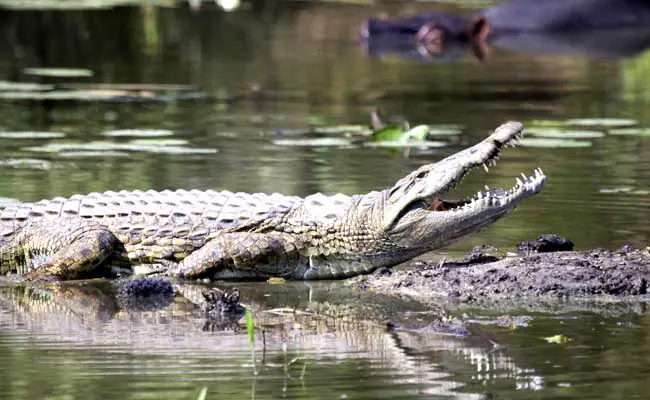 Crocodile, mother, Karnataka, children, deaf and dumb child, কুমির, বাচ্চা