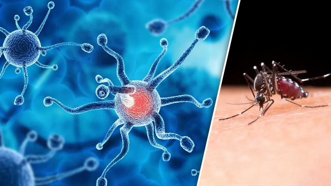Nile virus, Kerala, Health Department, Symptoms, নাইল ভাইরাস, ভাইরাস