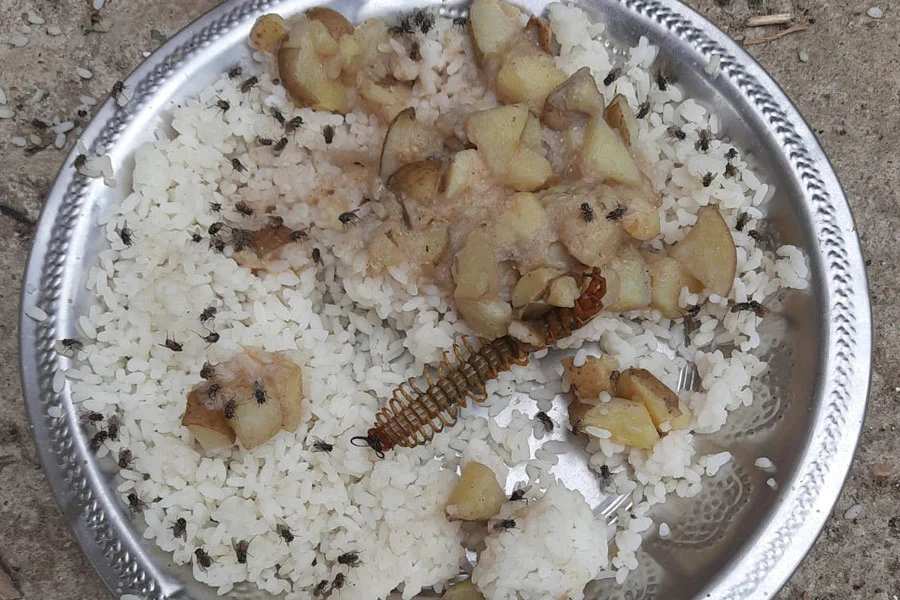 Poisonous Insect found in Mid Day Meal, poisonous insects, Mid Day Meal, school, students, parents, protest, no step