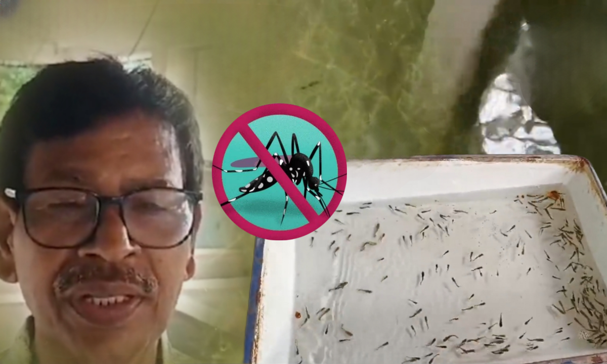 Gappi Fish Cultivation