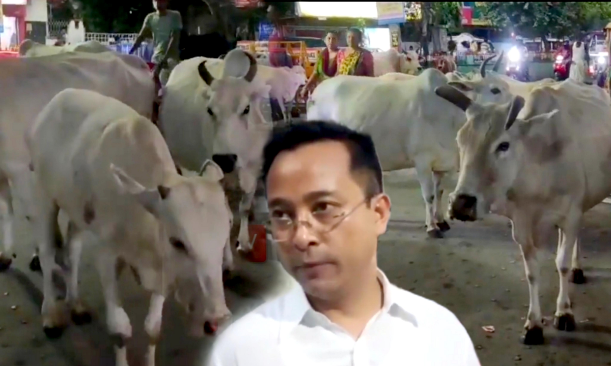 Trouble on the streets due to cows