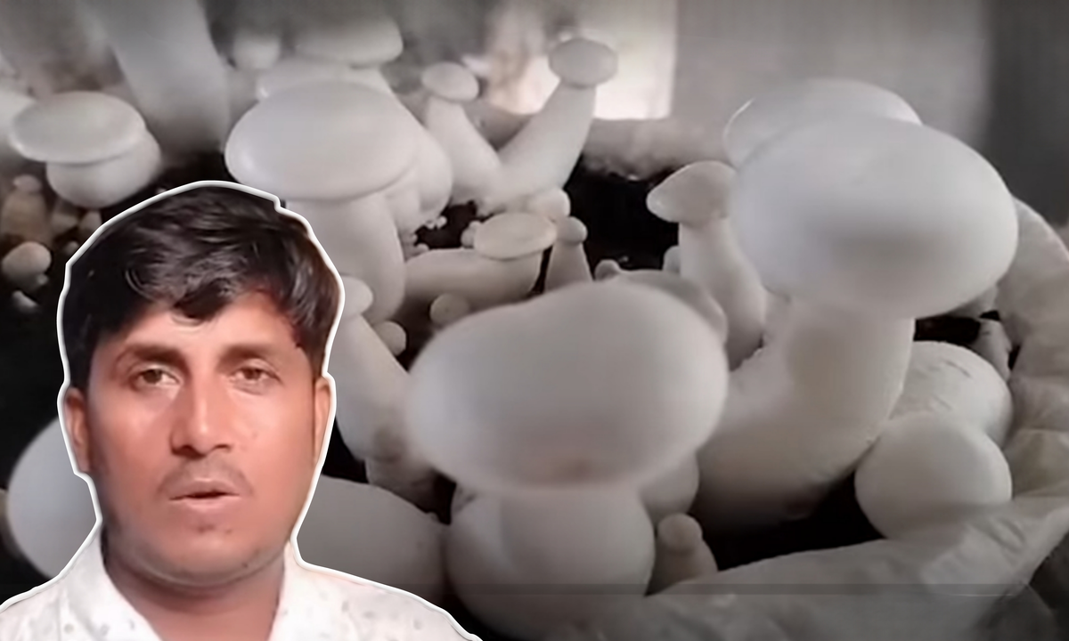 Mushroom Cultivation