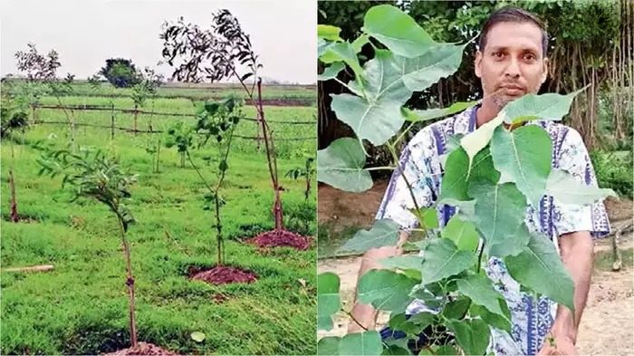 Tree plantation, planting, Sobhon Roy, Greenary, শোভন রায়, বৃক্ষরোপন, গাছ, সবুজায়ন