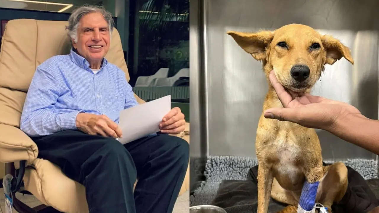 Ratan tata, puppy, blood, post, netizen, রতন টাটা, আবেদন, দয়ালু