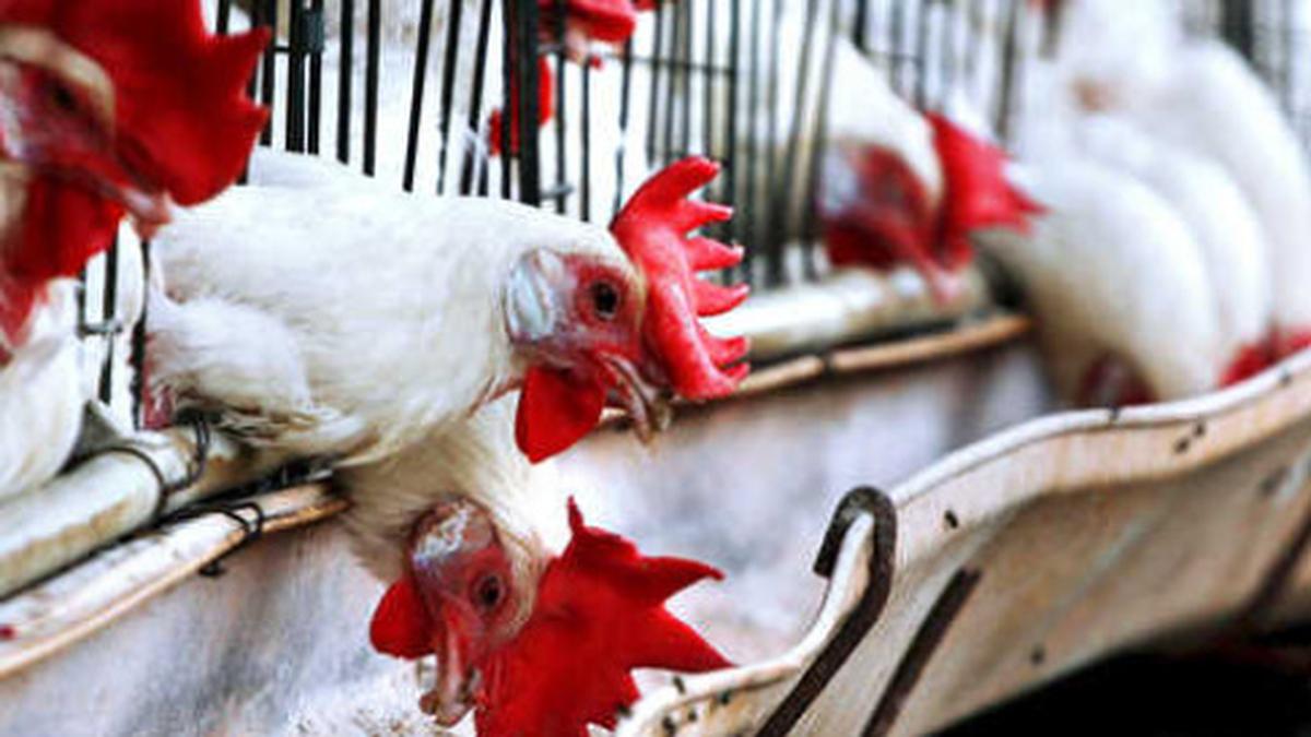 Several Children Are Infected with Bird Flu, Children, bird flu, infected, hospitalized, Doctors,