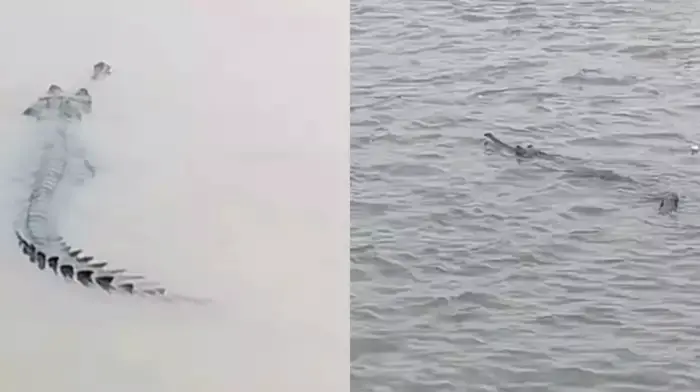 Crocodile in Ganga River in Kolkata, Crocodile, ganga, river police, Kolkata, ghat, আহেরিটোলা ঘাট, কুমির, গঙ্গা