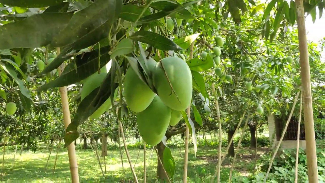 Malda mangoes will have a QR code, Mango, identify, QR code, malda mango, আম, কিউআর কোড, মালদার আম