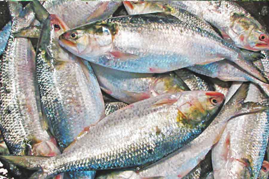 Hilsa Fish, price, decrease, Bengali, selling, low price