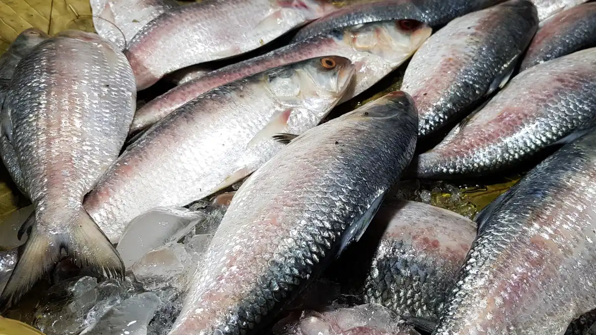 Hilsa fish, Inia, supply, reduced, Bangladesh, current situation