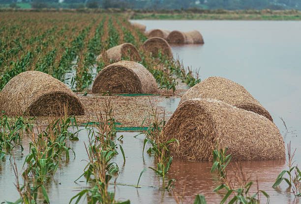 damage, vegetable, crops, under water, Cyclone Dana, farmers