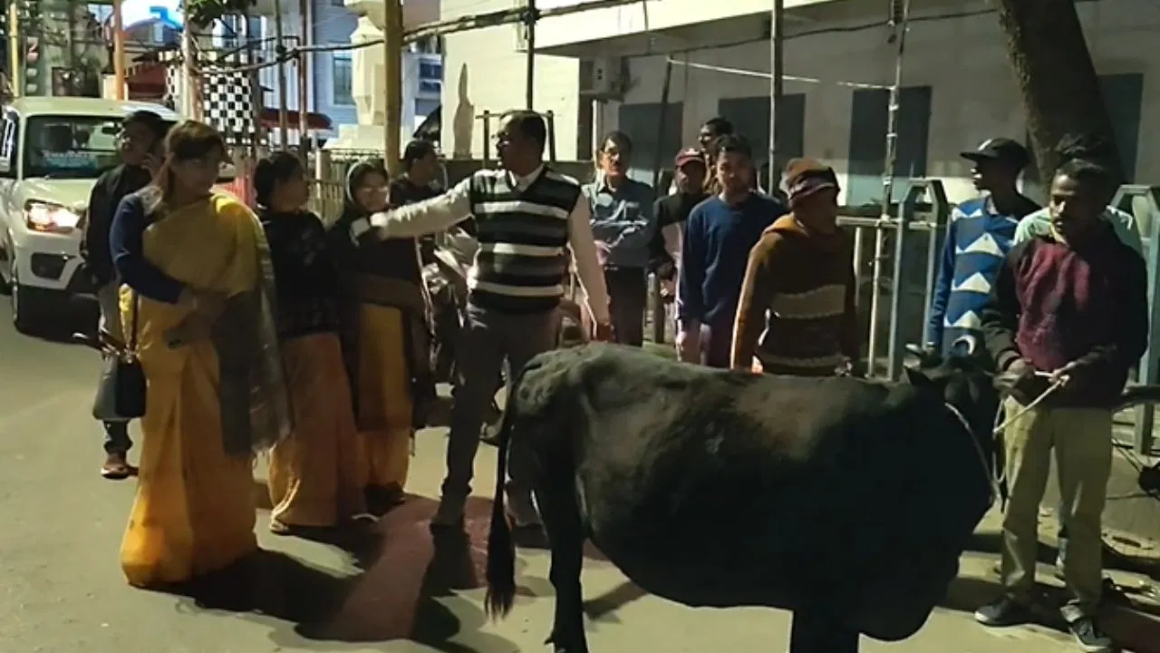 municipality officers, Balurghat, municipality chairman, cows, chase, on road