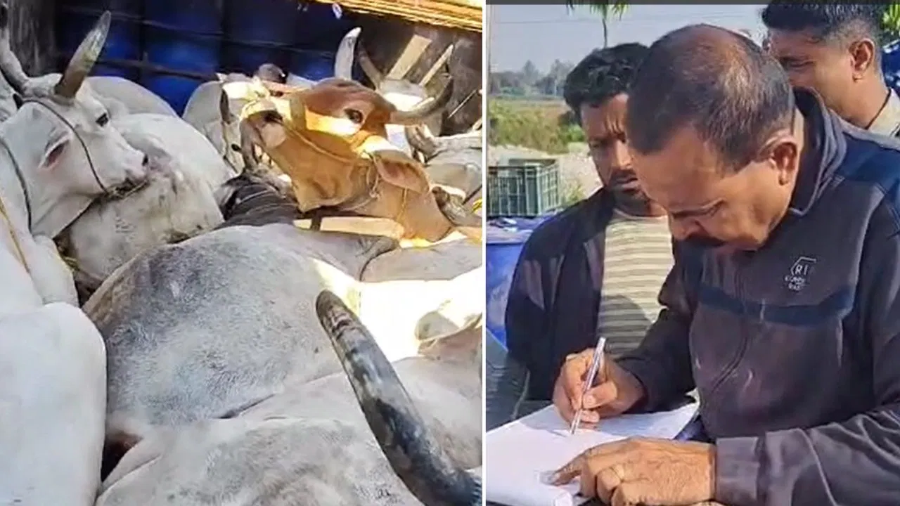 police, raid, stopped, cattle smuggling, Jalpaiguri