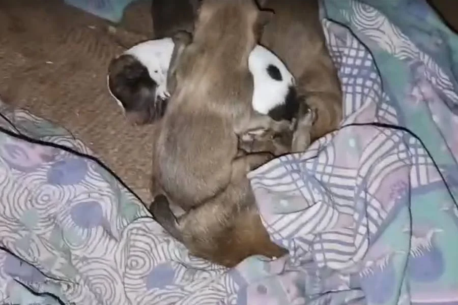 mother dog, puppies, fire, death, Durgapur