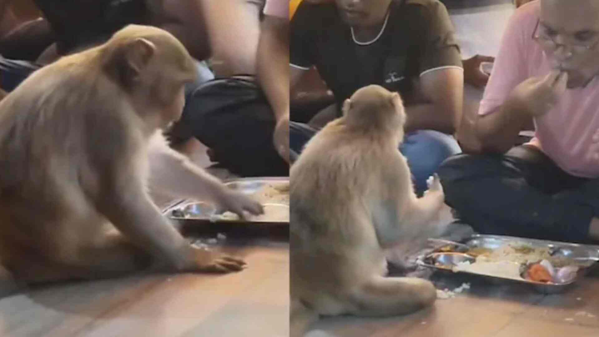 Bajrangbali Temple, monkey, taking prasad, Hanumanji, viral video, social media