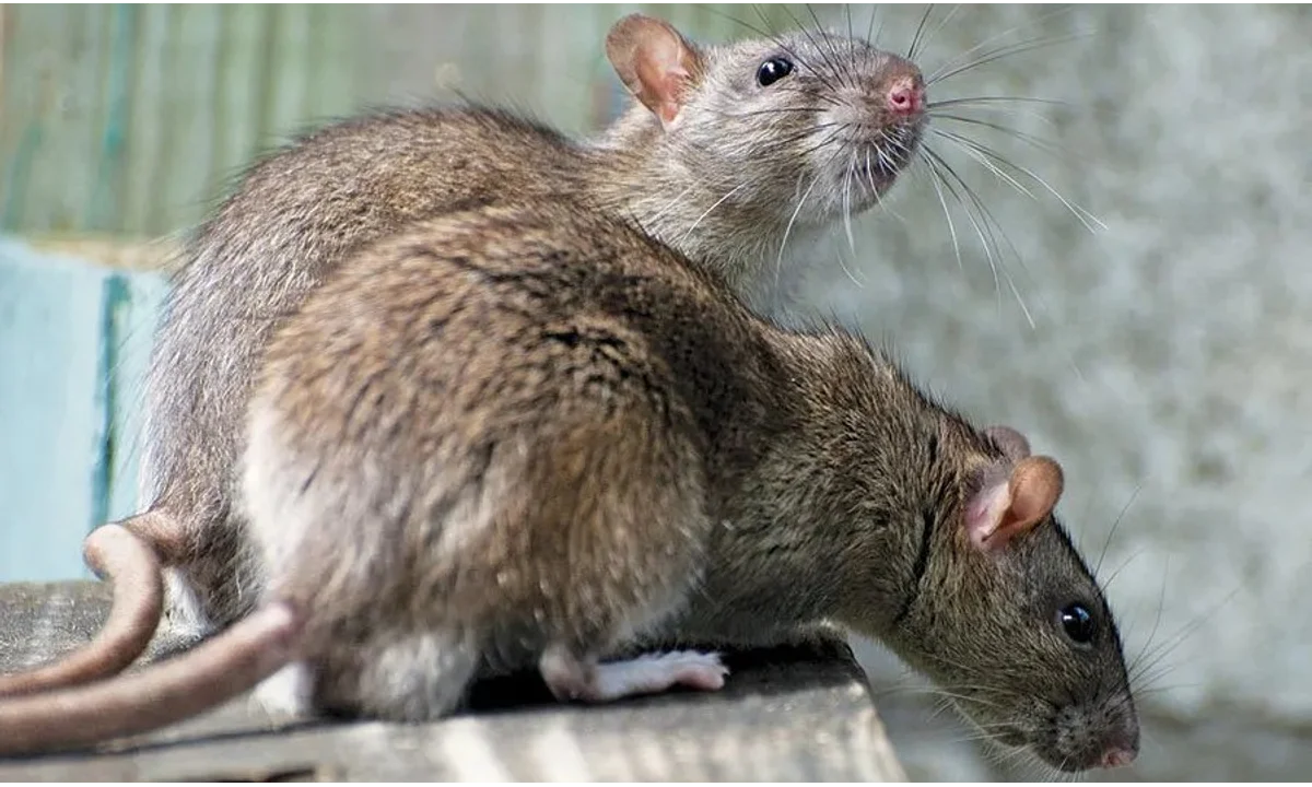 rats