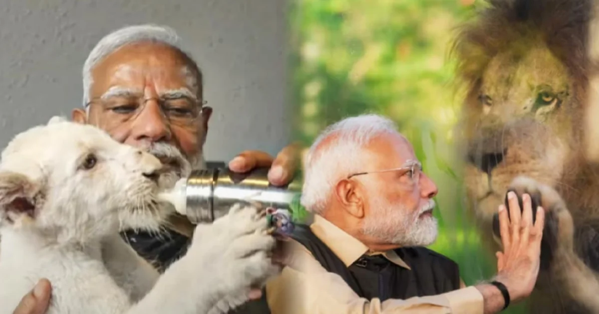 নরেন্দ্র মোদি, Gujarat, Wild life Conservation, গুজরাট