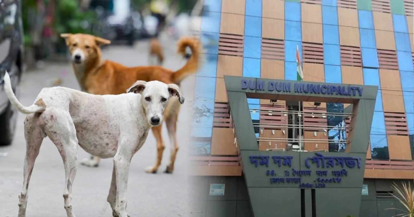 Dumdum issues stray dogs feeding rules strictly