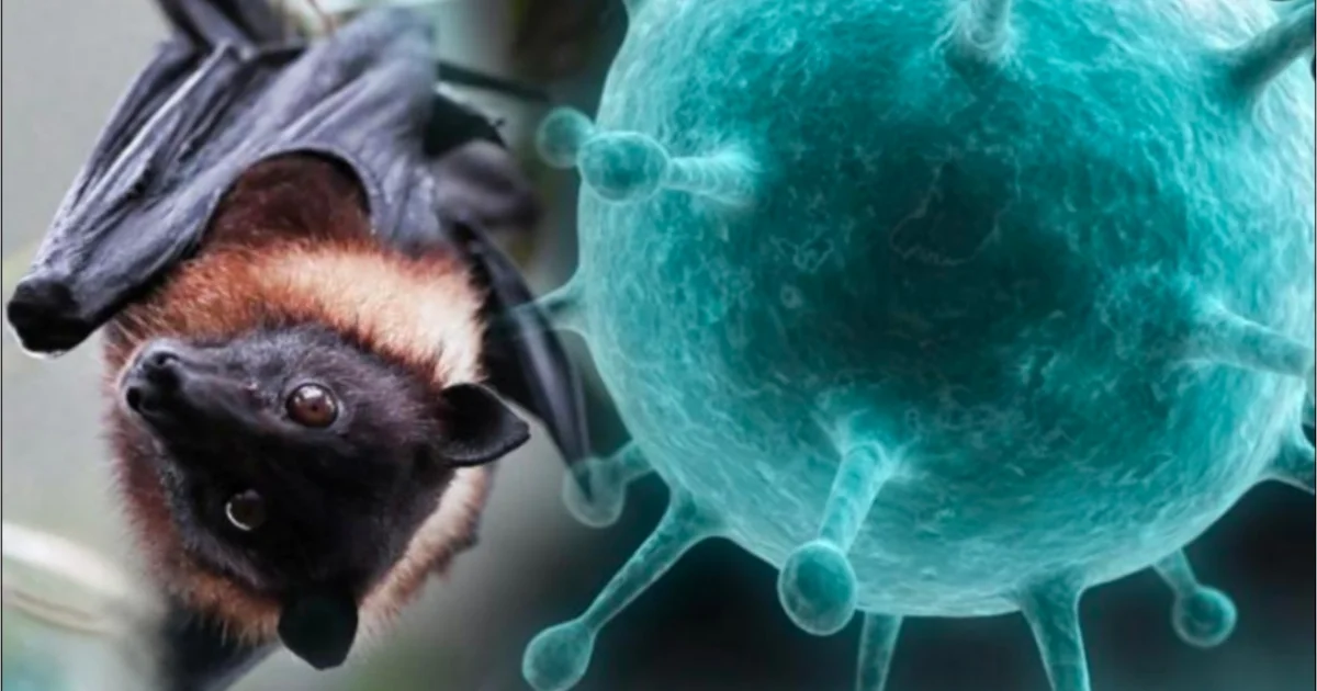 নিপা ভাইরাস, Nipah Virus, বারাসাত, Barasat, West Bengal News, West Bengal Health News, Health Alert, Virus Infection, Hospital News, Nurses Health, ICU, Ventilation, AIIMS Kalyani, Public Health, Breaking News