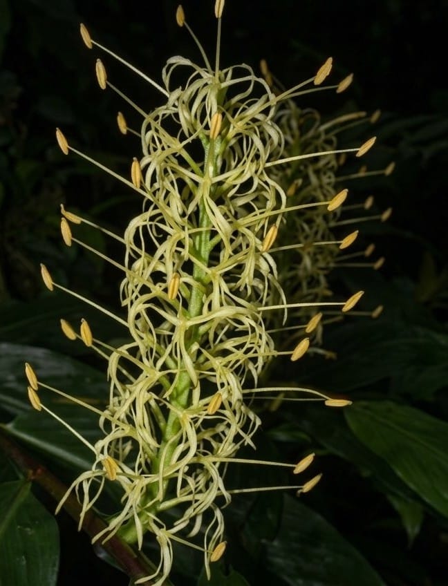 Hedychium gracile
